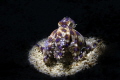 THE “BLUE RING” OCTOPUS MOTHER IN THE FUTURE