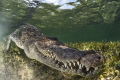 SEA CROCODILE 2