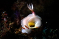 FUTURE NUDIBRANCHIA MOTHER