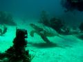 This Sea Turtle was shot in the Bahamas with an Olympus C750