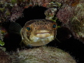 Peek-a-boo. Grundy's Reef on Little Cayman Island. Olympus EM-5.