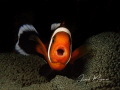 clown fish