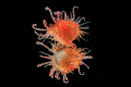 limaria fragilis , I take this shot in PNG to Walindi resort in a day dive at 8 meter UW .