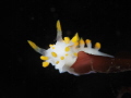 Face to face with a Limacia clavigera on a kelp leave