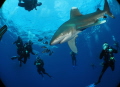 meet a Longimanus