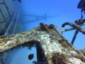 The picture was taken in Mauritius during a wreck dive. I saw this fish peacefully lying on the side of the wreck and seem to be admiring the view. This scene was so pure and relaxing.