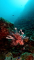 This lionfish was resting at the brim of Seventh heaven Thila's reef. Located in the South Ari Atoll of the Maldives, it usually features strong currents and so lionfish sometimes perch between the rocks and corals to hide from the current.