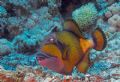 Titan Triger Fish. Taken very carefully as he looked a little upset with me for entering his territory