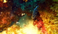 Was peeking under a rock and spotted this little fellow. Shot taken in Mauritius at Trou aux Biches.