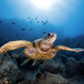 Turtle fly-by at Kahe Beach in Oahu, Hawaii