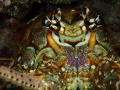 Resting bisque face. A spiny lobster resting in a reef in San Salvador, Bahamas. Taken with OM systems TG7.