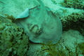 A sparsely spotted stingaree I found at boat harbour Tasmania. These small rays are common here and always inquisitive! I love spending time floating around with these stingaree and watching what they get up to!