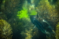 A toothbrush leather jacket curiously checking out the reef. These leather jackets are aptly named for the bristles either side of the fish resembling a toothbrush