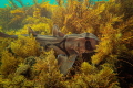 A beautiful Port Jackson shark nestled into the reef keeping a close eye on me at Wynyard Tasmania. Taken with canon g7xii in wd-dc55 housing