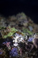 Mother and baby nudibranch in Huahine