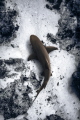 Lemon sharks in the pass