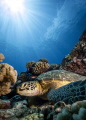 Green turtle in Moorea
