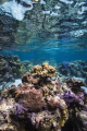 Garden in Huahine.
