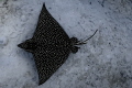 Eagle ray