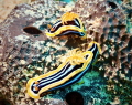 Got this shot while diving off Sudan - 2 nudis, 1 shot!