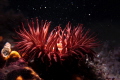 Red anemone with sparkling dust above.