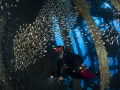 A diver watching a glass fish ballet inside a wreck