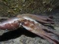 Octopus hunting.
This picture has been taken with an Olympus SP500 UZ with an additional wide angle lens in a close up situation and a Sea&Sea YS 55 strobe.
The unsharp effect around the subjet has been made actionning the zoom.