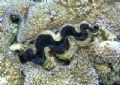 Giant Clam nested in Coral just off PauPau Beach on Saipan in the CNMI Chain. ambient light, with a Nikon 5600 Coolpix Point and shoot in WP-CP3 case, no flash.