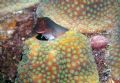 Perched. This little blenny is perched on some coral at one of the many dive sites in Bonaire. I shot this with macro lense.