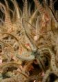 Brittle Stars, St Abbs, Oly C7070