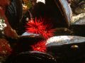 little sea anemones between blue mussels on the rocky substrates at the Strait of Magellan, south Chile.