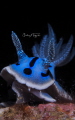 Nudibranch