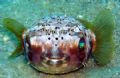 Juv. Ballonfish, I love his almost crown of spines and the colour of his eyes. They always look like they belong in Japanese cartoons.