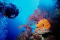 North Horn Beauty - taken at the incredible Osprey Reef.