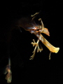 Head of the Dragon, I managed to get this close up snoot shot of a Leafy Sea Dragon on a Night Dive. Port Norlunga South Australia