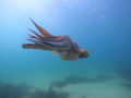 Giant cuttlefish
