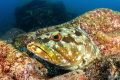 Flag Cabrilla resting on a rock in Los Islotes, Baja California Sur