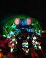 Peacock mantis shrimp