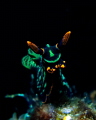 'Charging Bull' a Nembrotha seemingly moving head first toward the camera
