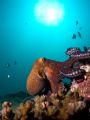 Octopus walking along reef. Olympus 5050, Inon WAL, single Inon 220s strobe.