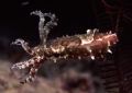 During a night dive, this baby cuttlefish was not shy at all to post infront of my Nikonos V 1:3 Framer.