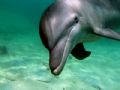 dolphin @ the beach