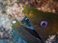 This Moray decided to poke it's head out to check out the day. Taken on a Sony DSC-W1 & housing.