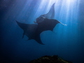 Reef mantas courting in a cleaning station