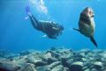 It's a Peter Benchley double A side, Jaws vs The Deep. Great White Shark attack on the wreck of The Constellation, Bermuda