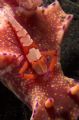 Imperial shrimp living on a t-bar nudi - taken Lembeh Straight 2006