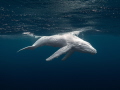This is a photo of an incredibly rare white humpback whale calf in Vava'u, Tonga 2024.