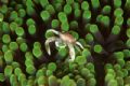 Tiny porcelain crab on green anenome taken with 105mm - another jem from my recent Lembeh trip.