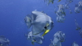 This picture was taken in Koh Bon Bay, Thailand, in the Andaman Sea. It was a sunny day with great visibility and a surprising encounter with a school of batfish.