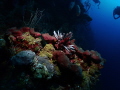 Olympus TG-6 + WeeFine WFL-02 lens